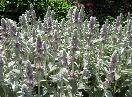 Stachys byzantina