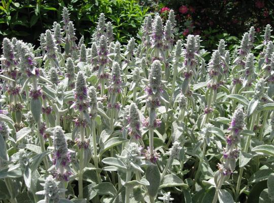 Stachys byzantina (lanata)