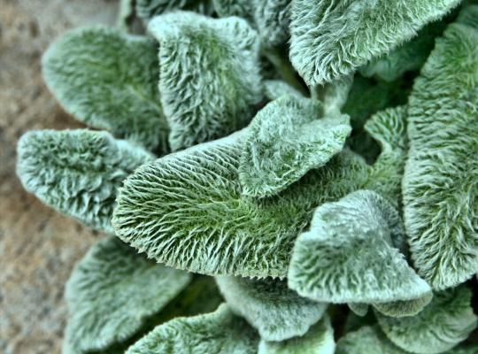 Stachys byzantina 'Silver Carpet'