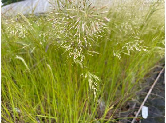 Stipa calamagrostis 'Algäu'
