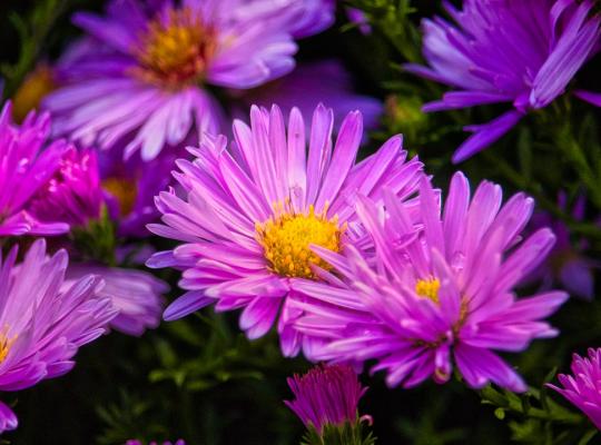 Symphyotrichum novi-belgii Jenny