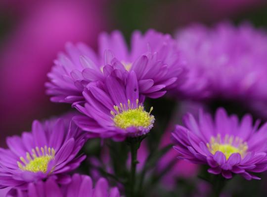 Symphyotrichum novi-belgii Samoa