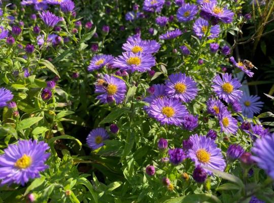 Symphyotrichum novi-belgii Barbados