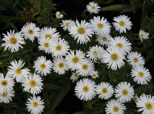 Aster n.b. 'Kristina'