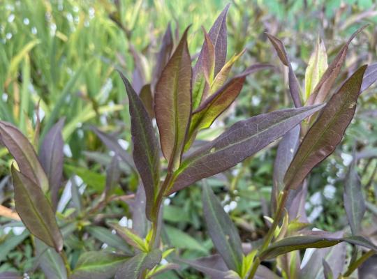 Symphyotrichum lateriflorum Lady in Black