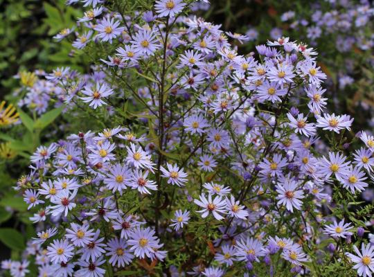 Symphotrichum cordifolia Little Carlow