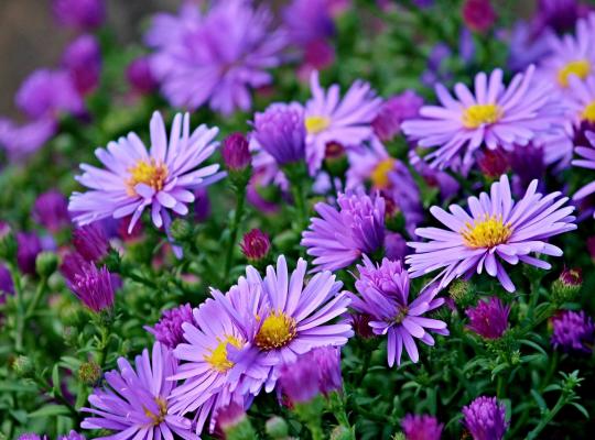 Symphyotrichum novi-belgii Lady in blue