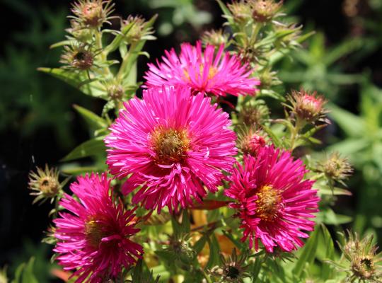 Aster 'Alma Potschke'
