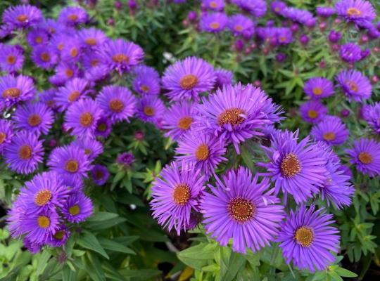 Aster novi-belgii Purple Dome