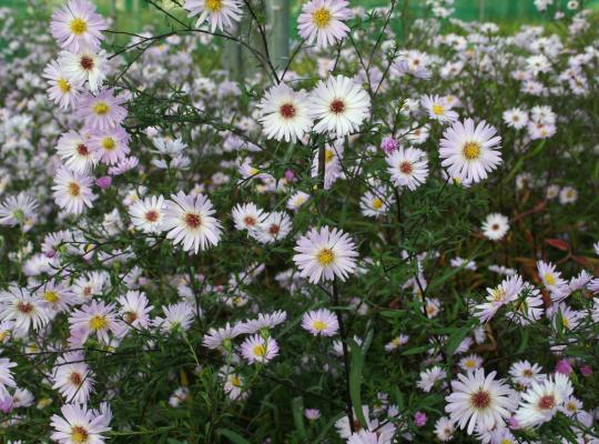 Aster turbinellum