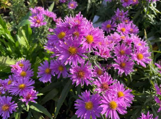 Aster 'Little Pink Beauty'