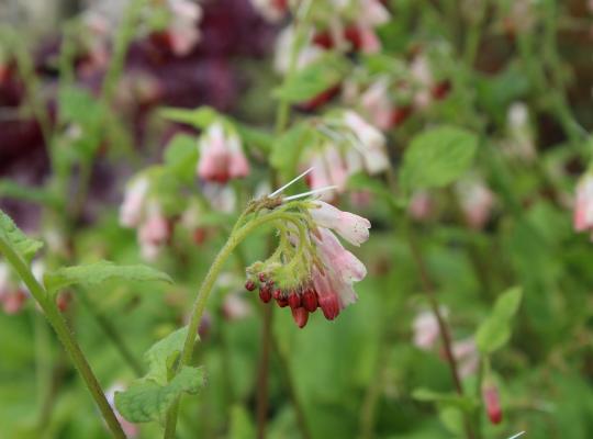 Symphytum grand. 'Hidcote Pink'