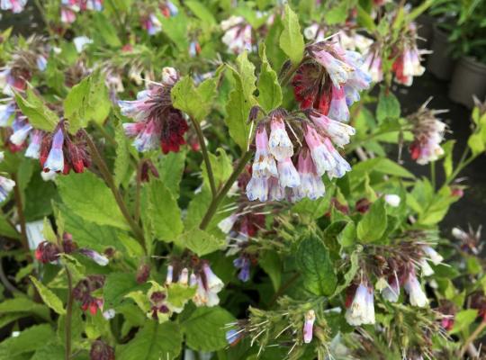 Symphytum Hidcote Blue