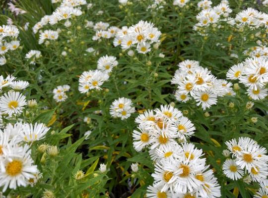 Symphyotrichum novae-angliae Herbstschnee