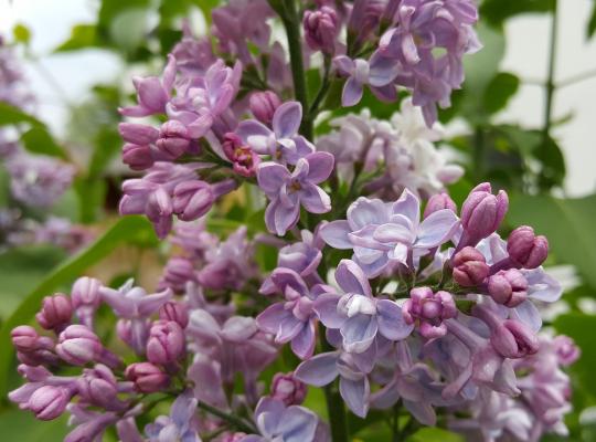 Syringa vulgaris Belle de Nancy