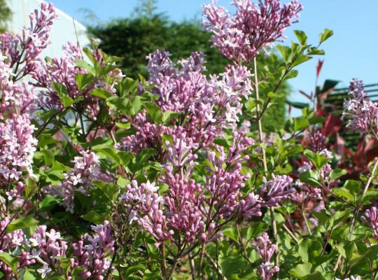 Syringa meyeri Palibin