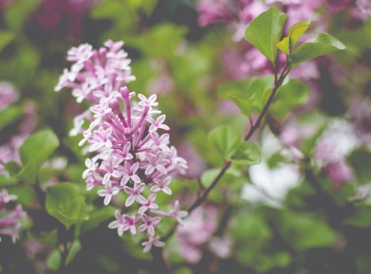 Syringa pubescens subsp. microphylla Superba