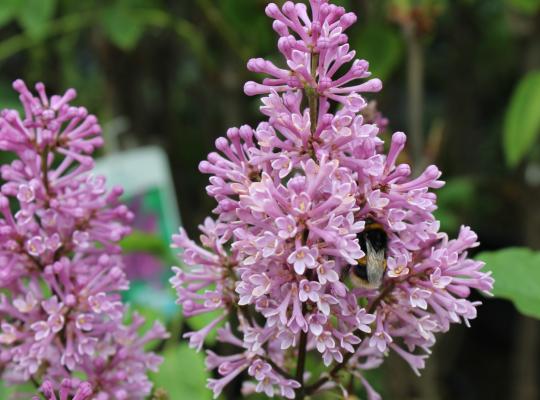 Syringa Minuet