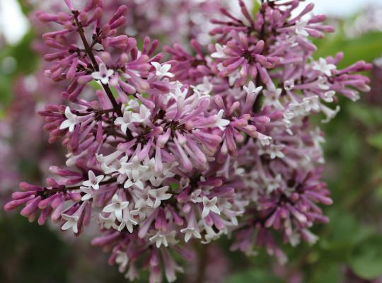 Syringa patula 'Miss Kim'
