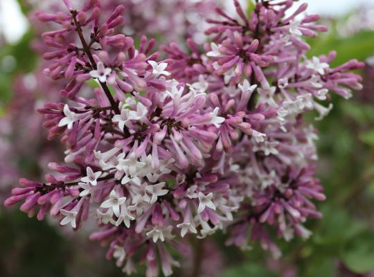 Syringa pubescens subsp. patula Miss Kim