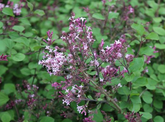 Syringa 'Red Pixie'
