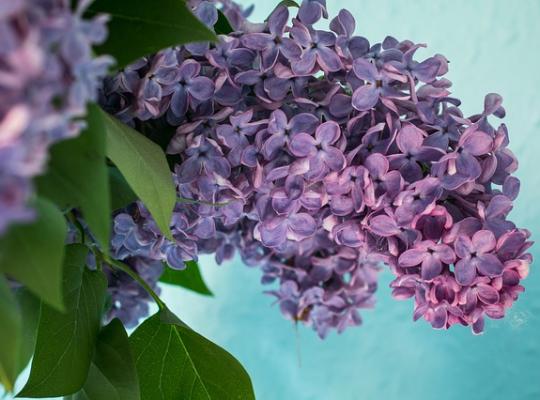 Syringa vulgaris Katherine Havemeyer