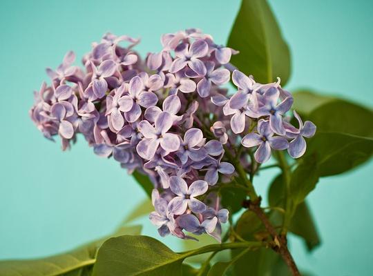 Syringa vulgaris Michael Buchner