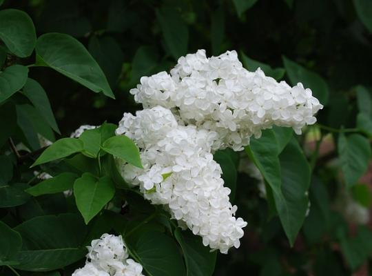 Syringa v. 'Mme Lemoine'