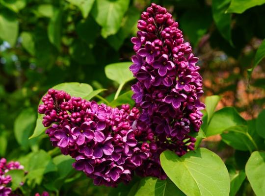 Syringa vulgaris Charles Joly