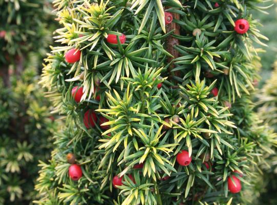 Taxus baccata Standishii