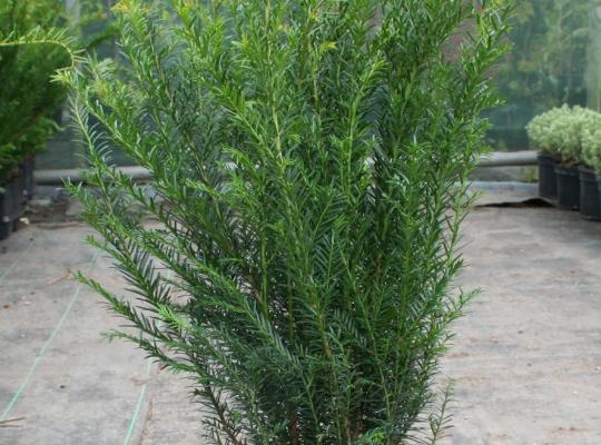 Taxus baccata