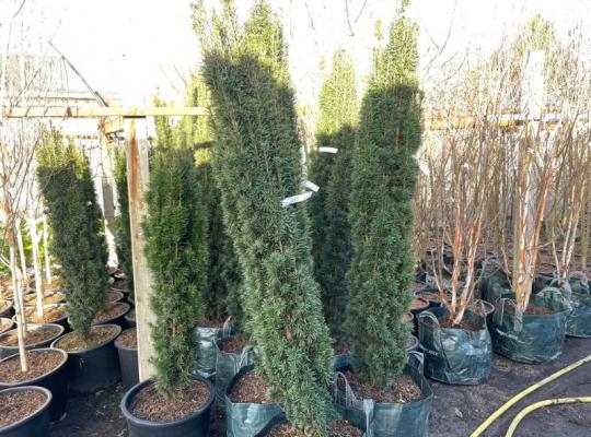 Taxus baccata fastigiata Robusta