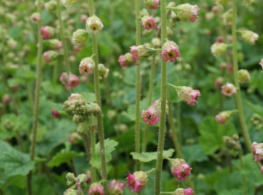 Tellima grandiflora Forest Frost