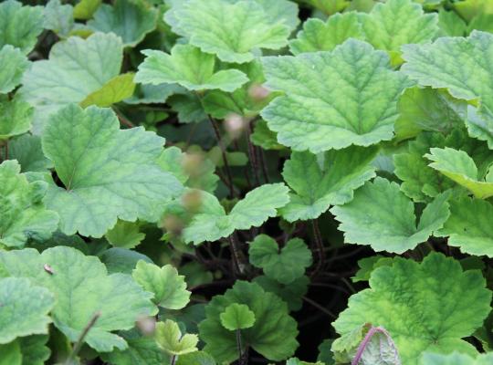 Tellima grandiflora Purpurea