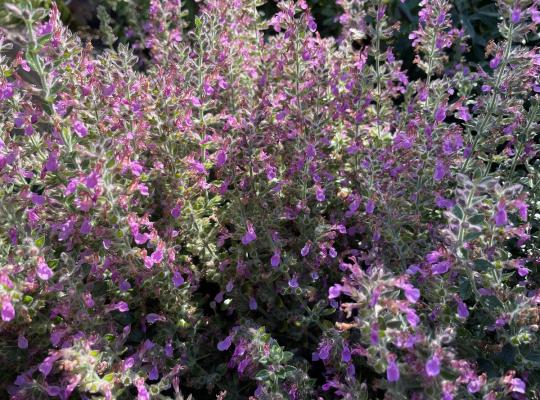 Teucrium lucidrys