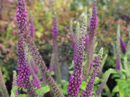 Teucrium hyrcanicum Purple Tails