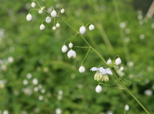 Thalictrum delavayi Album