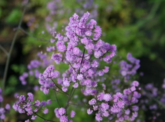 Thalictrum del. 'Hewitt's Double'