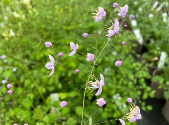 Thalictrum delavayi