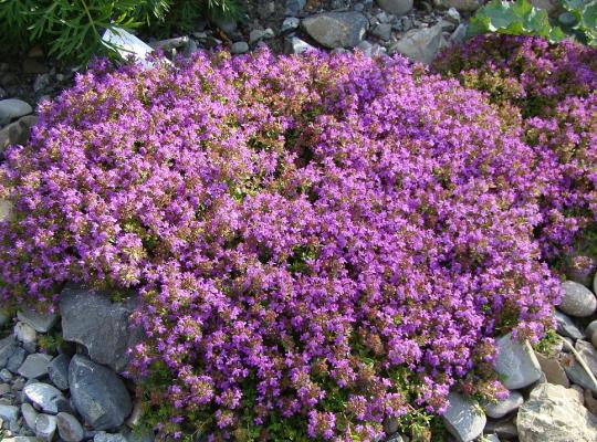 Thymus Coccineus