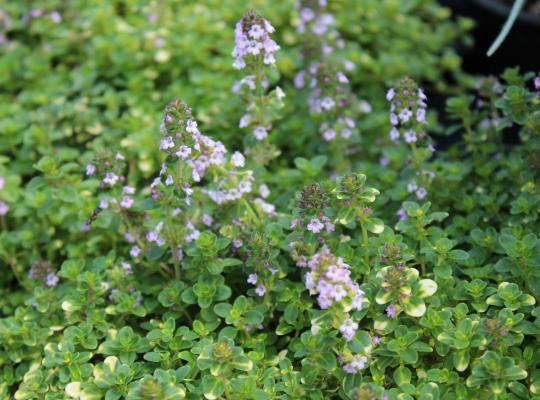 Thymus Doone Valley