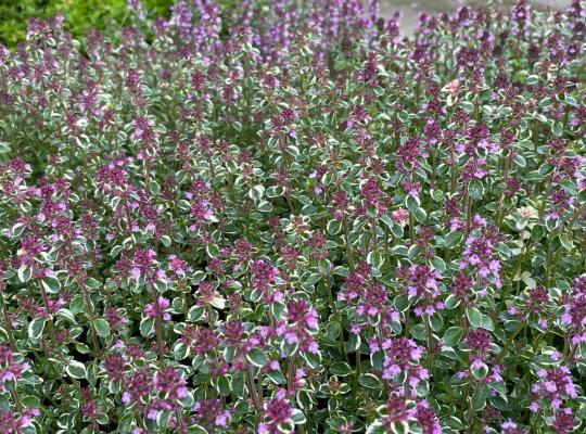 Thymus pulegioides Foxley