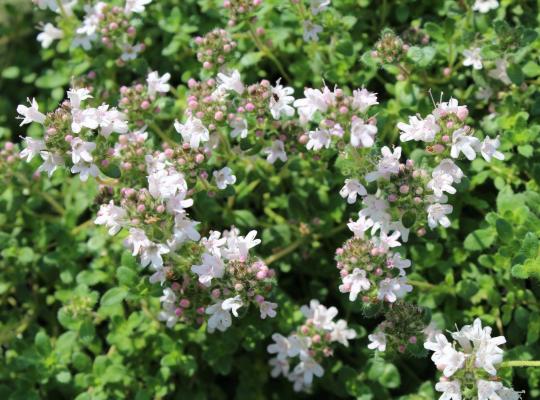 Thymus serpyllum Pink Chintz