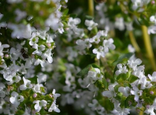 Thymus serpyllum albus