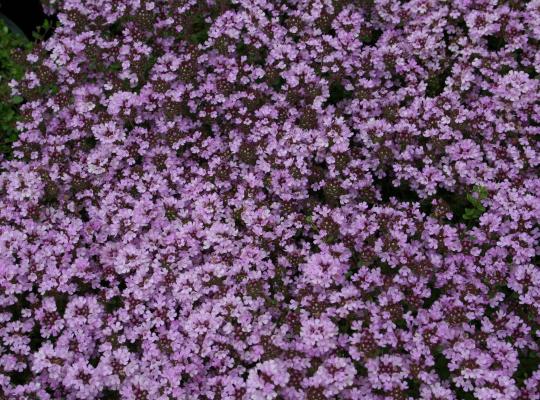 Thymus serpyllum Russetings