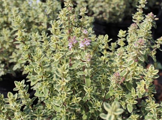 Thymus Silver Posie