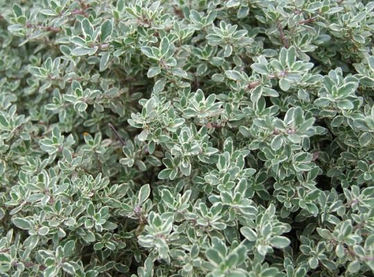 Thymus Silver Queen