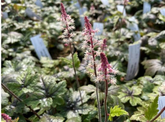 Tiarella 'Sugar and Spice'