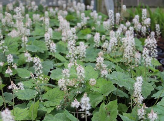 Tiarella cordifolia