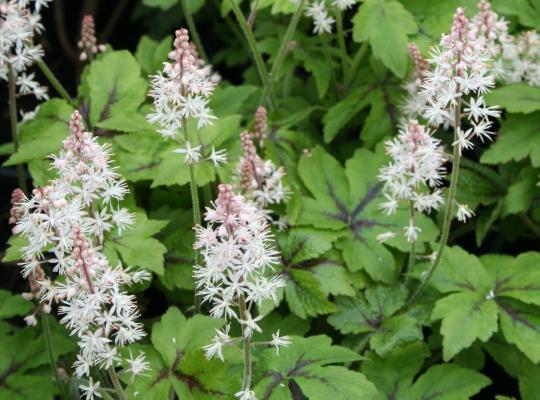 Tiarella 'Crow Feather'